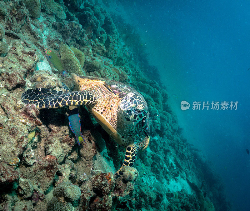 动物行为:极度濒危物种玳瑁海龟(Eretmochelys imbricata)